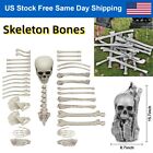 15/35Pcs Skeleton Bones for Halloween Decor Graveyard Haunted Houses Scary Props