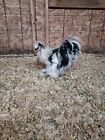 Paint silkie hatching Eggs 12++