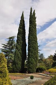 Italian Cypress Seeds (Cupressus sempervirens), 25 seeds