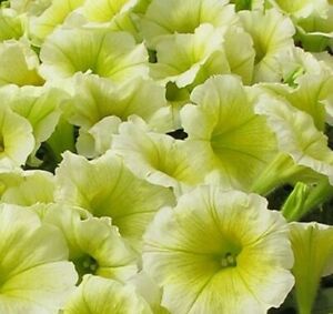 ~ Easy Wave YELLOW * Trailing Petunia * 20 Pelleted Seeds