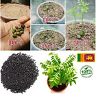 30+ seeds leaf Live Seeds Plant Curry Leaves,  Natural Kadi Patta Murraya ceylon