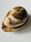 Jasper Onyx Agate Egg Natural Stone On Gemstones Ashtray Holder Fossils RARE