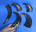New Listing5 Piece lot of  Semi-Polished Water Buffalo horns 9 to 12 inches # 47884