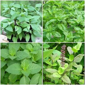 HOLY BASIL PLANTS~SACRED BASIL WELL ROOTED LIVE PLANTS 3 TO 5 INCHES