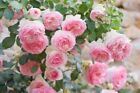 Rare 25 Seeds | Pink Climbing Rose Bush Seed Flower 