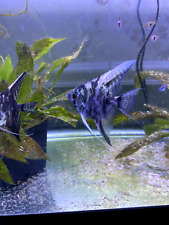 Marble Angel fish - silver dollar size