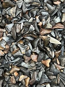 LOT OF 50 FOSSILIZED ( PARTIAL ) SHARK TEETH FROM VENICE FLORIDA.