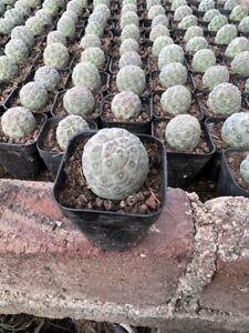 3-4cm single-head Tephrocactus geometricus Beautiful Live Plants Rare Cactus