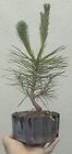 Japanese Black Pine Pre Bonsai Dwarf Shohin Fat Trunk Pinus thunbergii
