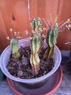 Euphorbia Horrida Noorsveldensis, South Africa, 7-8 Inches all rooted plant