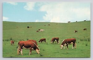 Cattle Scene Near Old Fort Chiswell, Virginia Chrome Postcard 1053