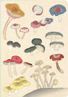 Healing Mushrooms Lined Paperback Journal: Blank Notebook - VERY GOOD
