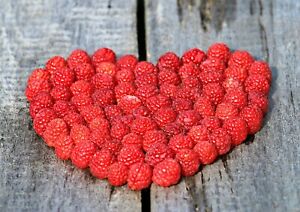 Red Raspberry {Rubus idaeus} 50+ seeds 98% Germination! NON-GMO Free Shipping!