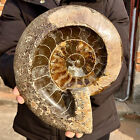 New Listing6.79LB Collection ! Natural Ammonite Shell Fossil Crystal Stone Mineral Specimen
