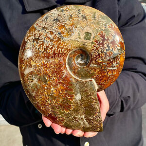 5LB Natural Fossil Snail Agate Fancy Cabochon Gemstones