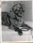 1955 Press Photo Dog of the week for adoption at Animal Protective League