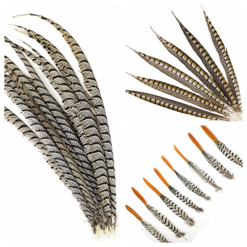 LADY AMHERST PHEASANT Feathers 4-40 Inches ALL TYPES Craft/Bridal/Halloween/Hats