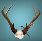 Atypical Sitka Blacktail Antlers • Taxidermy • Alaska • SEE DESCRIPTION • Horns