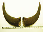 NORTH AMERICAN BISON HORN MATCHING SET OF 2