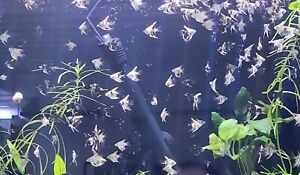 Set of 6 - Beautiful Mixed Angelfish - Unsexed Juvenile (TBR)