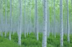 White Poplar Seeds for Planting -30 Seeds-Stunning White Leaf Tree- Fast Growing