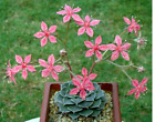 Graptopetalum Bellum exotic succulent rare mesembs flowering plant 100 SEEDS