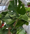 Monstera Deliciosa ,Swiss Cheese Live Plant, Evergreen Table Plant in 3