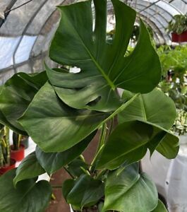 Monstera Deliciosa ,Swiss Cheese Live Plant, Evergreen Table Plant in 3
