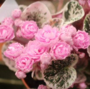 African Violet Plant ~ Rose Bouquet ~ Starter Plant