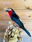 Taxidermy Hunting Closed Ring Bird Red Billed Bearded Barbet Toucanet Toucan