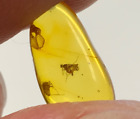 Natural Baltic amber insect fossil in amber stone 0,3gr. 040