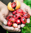5 Rare Nutmeg Seeds, Germination Nutmeg Tree Seeds, Myristica fragrans, Spice