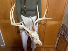 Giant Wild Iowa 22 Inch Wide 8 Point Whitetail Deer Antler’s Skull