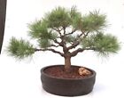 Japanese Red Pine Bonsai Tree Pinus Densiflora Low Glow 22
