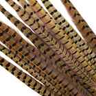 RINGNECK PHEASANT TAIL FEATHERS - 12-18 inches - 2 pc. - Fly Tying Materials