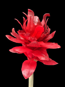 Artificial rose ginger lily, Hawaiian flowers, tropical flower stems  RED