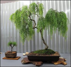 Live Dwarf Australian Weeping Willow Bonsai Tree - Fast Growing, Indoor/Outdoor