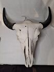 Real Bison Skull - American Bison / Buffalo With Horn Caps Male 10yrs