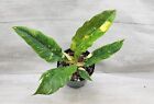 Variegated Philodendron NARROW Ring of Fire in 3
