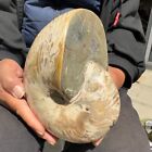 8.91LB Natural colorful large conch fossil specimen healing 4050g