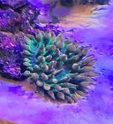 🪸Rainbow Bubble Tip Anemone 1” inch Live Coral Reef Aquarium Fish tank Marine