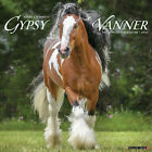 Gypsy Vanner Horse 2024 12