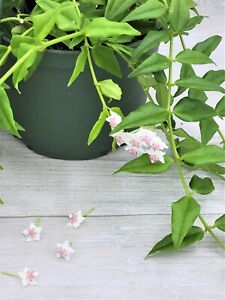 Hoya Bella live rare house plants in 3 inch nursery planted pot