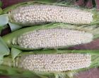 Country Gentleman Sweet Corn Seeds, White Shoepeg Corn, Heirloom, FREE SHIPPING
