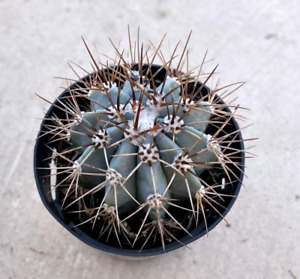 Melocactus Azureus “Turk’s Cap Cactus”, Comes in a 2.5
