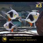 Myleus Blackberry Silver Dollar - M. schomburgki -Live Fish (Pack of 3) (3-3.5