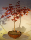 Red Maple Bonsai Tree Japanese Acer Palmautm Outdoor Deciduous Live Plant 20
