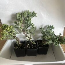 Juniper Bonsai Trees For Sale, Live Plant, Pack of 3, Bonsai Shape Guaranteed!!!