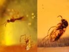 spider&mosquito fly Burmite Myanmar Burmese Amber insect fossil dinosaur age