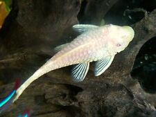 Albino Bristlenose Pleco 1” + - LIVE FRESHWATER TROPICAL FISH